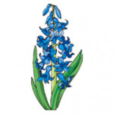 O347 Гіацинт. Orchidea. Канва з нанесеним малюнком