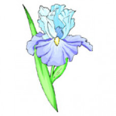 O351 Блакитний ірис. Orchidea. Канва з нанесеним малюнком