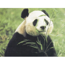 O060 Панда їсть бамбук. Orchidea. Канва з нанесеним малюнком