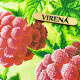 А3Н_587 Virena Заготовка для вишивки бісером - Малина 36,5x27 см (габардин)