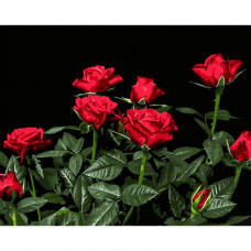 AH1051 Яскраві червоні троянди, на чорному фоні 40х50 см. Strateg. Картина за номерами (Стратег)