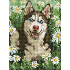 AMO20472 Ideyka Алмазна мозаїка - Хаскі у квіточках, 30x40 см (круглі, на підрамнику AMO20472) ©art_selena_ua