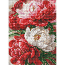 AMO20536 Ideyka Алмазна мозаїка - Багряно-біла симфонія півоній, 30x40 см (круглі, на підрамнику AMO20536) ©art_selena_ua