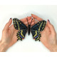 BUT-03 Метелик Papilio polyxenes 14х11,5 см. ArtInspirate. Набір для вишивки хрестиком на пластиковій канві