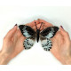 BUT-04 Метелик Popilia Polymnestor 14х11 см. ArtInspirate. Набір для вишивки хрестиком на пластиковій канві