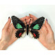 BUT-06 Метелик Parides sesostris zestos 14х12 см. ArtInspirate. Набір для вишивки хрестиком на пластиковій канві