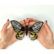 BUT-14 Метелик Troides hypolitus 14х11,5 см. ArtInspirate. Набір для вишивки хрестиком на пластиковій канві