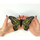 BUT-23 Метелик Graphium agamemnon 14х12 см. ArtInspirate. Набір для вишивки хрестиком на пластиковій канві