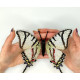 BUT-24 Метелик Protesilaus Тelesilaus 14х16 см. ArtInspirate. Набір для вишивки хрестиком на пластиковій канві