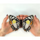 BUT-30 Метелик Charaxes nobilis 13,5х12  см. ArtInspirate. Набір для вишивки хрестиком на пластиковій канві