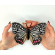 BUT-37 Метелик Hestina Assimilis 14х11,5 см. ArtInspirate. Набір для вишивки хрестиком на пластиковій канві