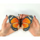 BUT-57 Метелик Euphaedra Eleus 14х11 см. ArtInspirate. Набір для вишивки хрестиком на пластиковій канві
