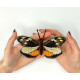 BUT-61 Метелик Dismorphia eunoe 14х8,5 см. ArtInspirate. Набір для вишивки хрестиком на пластиковій канві