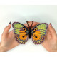 BUT-63 Метелик Euphaedra edwardsi 14х12 см. ArtInspirate. Набір для вишивки хрестиком на пластиковій канві