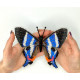 BUT-75 Метелик Rhetus dysonii 14х14,5 см. ArtInspirate. Набір для вишивки хрестиком на пластиковій канві