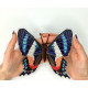 BUT-78 Метелик Ancyluris formosissima 14х14,5 см. ArtInspirate. Набір для вишивки хрестиком на пластиковій канві