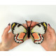 BUT-82 Метелик Delias iltis 14х11 см. ArtInspirate. Набір для вишивки хрестиком на пластиковій канві
