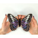 BUT-84 Метелик Parthenos sylvia lilacinus 14х13 см. ArtInspirate. Набір для вишивки хрестиком на пластиковій канві