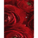 DY258 Червоні квіти, 40х50 см. Strateg. Картина за номерами (Стратег)