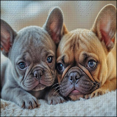 FZ3030-03 Strateg Алмазна мозаїка - Два бульдожки, 30x30 см (квадратні, на підрамнику, Стратег)