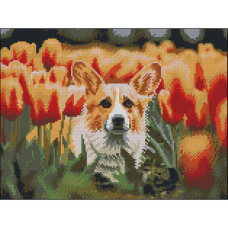FZ3040-31 Strateg Алмазна мозаїка - Коргі в тюльпанах, 30x40 см (квадратні, на підрамнику, Стратег)