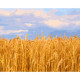 GS1337 Пшеничне поле, 40x50 см. Strateg. Картина за номерами (Стратег)