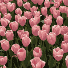 HH5113 Рожеві тюльпани, 20х20 см. Strateg. Картина за номерами (Стратег)
