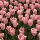 HH5113 Рожеві тюльпани, 20х20 см. Strateg. Картина за номерами (Стратег)