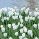 HH5908 Білі тюльпани, 20х20 см. Strateg. Картина за номерами (Стратег)