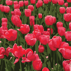 HH8011-11 Strateg Картина за номерами - Червоні тюльпани 20x20 см (Стратег)