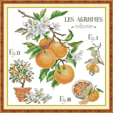 J879JS Joy Sunday Набір для вишивки друкованим хрестиком - Апельсин 36х36 см, Aida 14 ct (схема на канві)