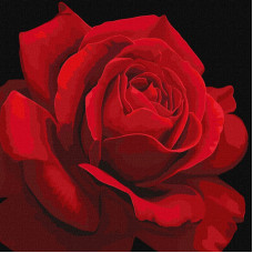 KHO3238 Червона троянда ©annasteshka. Ideyka. Картина за номерами (Ідейка КНО3238)