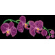 КЛ182шЧ1301i Барвиста вишиванка Набір для вишивки друкованим хрестиком - Клатч Орхідеї кольору фуксії 21x13 см шовк, чорний