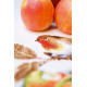 PN-0146877 Robin redbreast with apples. Серветка. Vervaco. Набір для вишивання нитками