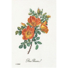 T2028A Thea Gouverneur Набір для вишивки рахунковим хрестиком - Троянда Шазал Rose Chazal 26x38 см, Aida 18