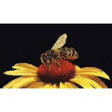 T585.05 Thea Gouverneur Набір для вишивки рахунковим хрестиком - Бджола на ехінацеї 21х45 см, Aida 16 ct (колір чорний) T585.05 Thea Gouverneur Набір для вишивки рахунковим хрестиком - Бджола на ехінацеї 21х45 см, Aida 16 ct (колір чорний)