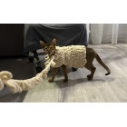 310 Пряжа Puffy Fine 100гр - 14м (Шампань) Alize